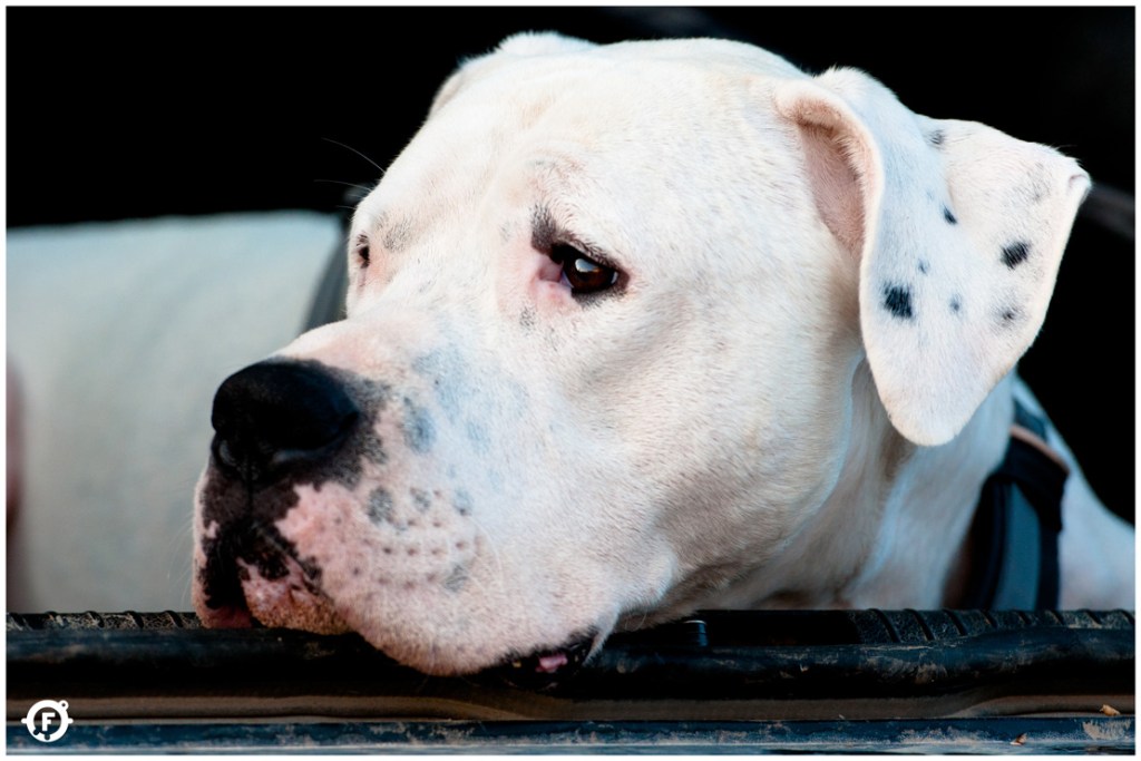 človekov najboljši prijatelj