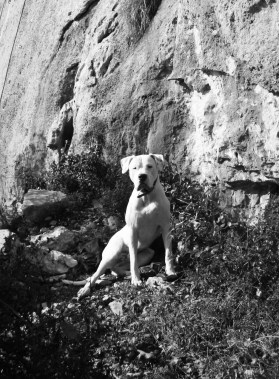 Nemo El Rey de las Pampas