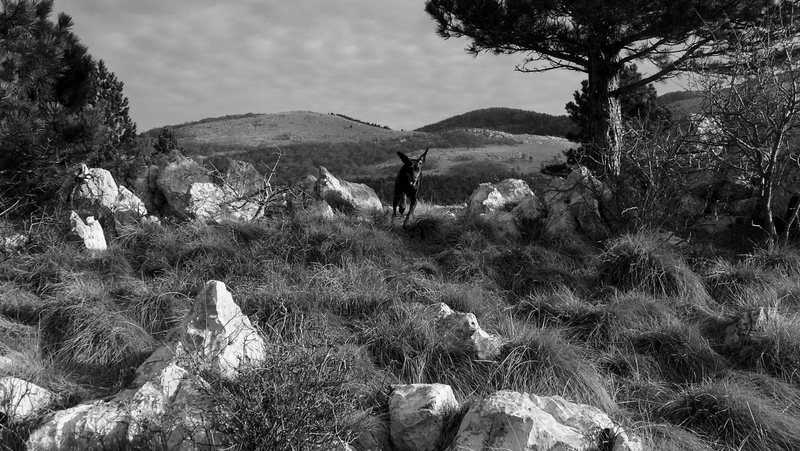 SAMSUNG DIGITAL CAMERA