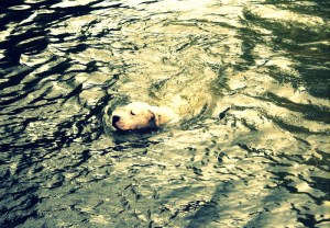 argentinska doga v vodi