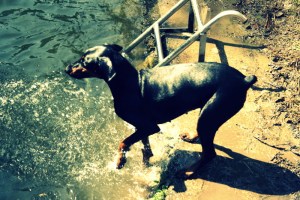 doberman v vodi