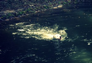 argentinska doga v vodi