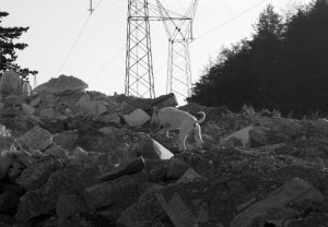 šolanje reševalnega psa