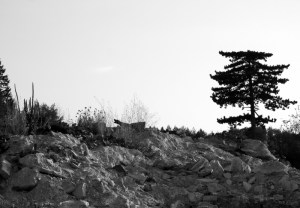 doberman na ruševini