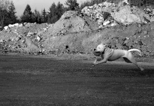 argentinska doga z igračo