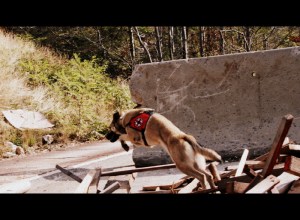 šolanje za reševalnega psa