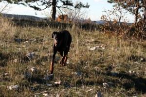 potep po kraškem robu