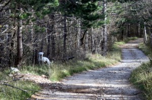 potep po kraškem robu