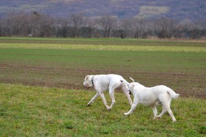 odpravljanje prekomerne telesne teže