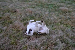 odpravljanje prekomerne telesne teže