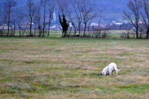 odpravljanje prekomerne telesne teže