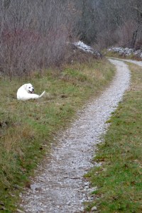 odpravljanje prekomerne telesne teže