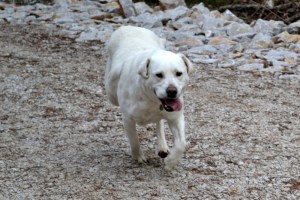 odpravljanje prekomerne telesne teže