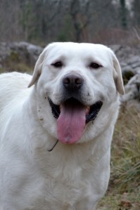 odpravljanje prekomerne telesne teže