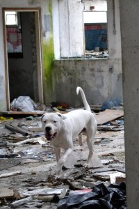 šolanje reševalnega psa