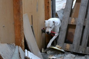 plenska igra kot nagrada