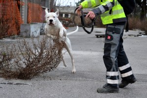 iskanje na ruševini