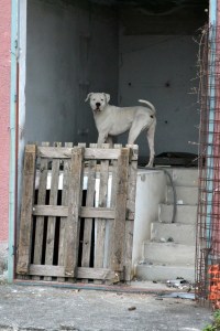 šolanje reševalnega psa