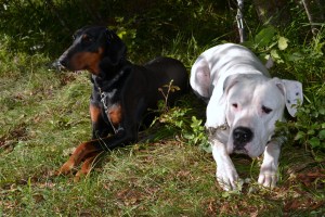 tabor reševalnih psov