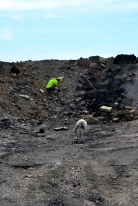 tabor reševalnih psov