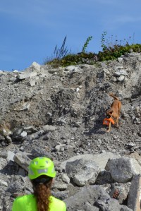 tabor reševalnih psov