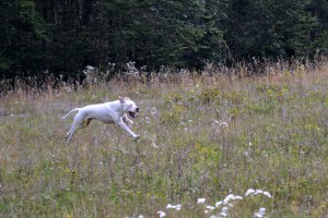 tabor reševalnih psov