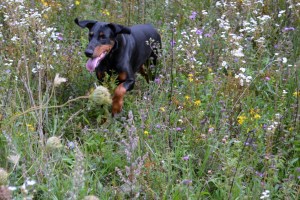 tabor reševalnih psov