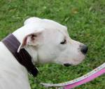 piknik lastnikov argentinskih dog