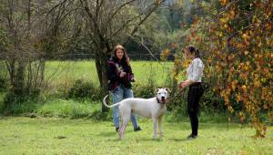 piknik lastnikov argentinskih dog