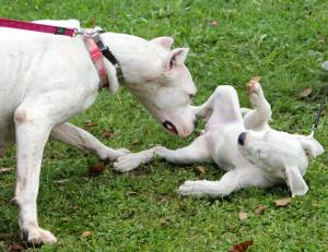 piknik lastnikov argentinskih dog
