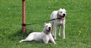 piknik lastnikov argentinskih dog