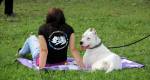piknik lastnikov argentinskih dog