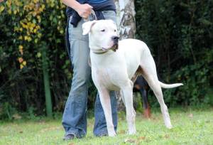 piknik lastnikov argentinskih dog