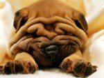 shar pei puppy