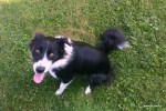 border collie ... hiperaktivec 