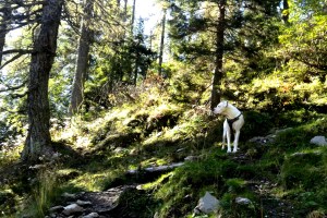 če nismo prepričani v odpoklic, imamo psa na povodcu (tudi če je dolg 10 m)