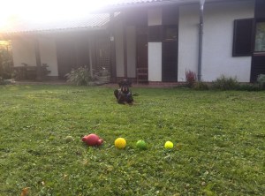 Rhani in njene žoge