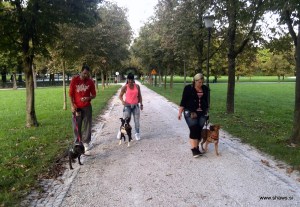 v urbanem okolju je pes na povodcu