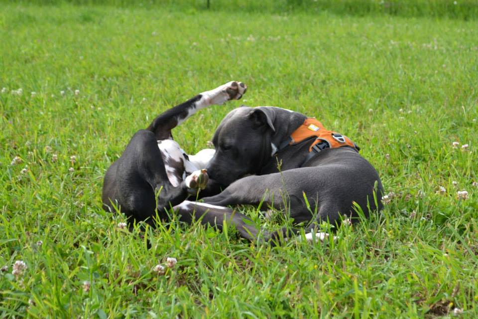 nov družinski član