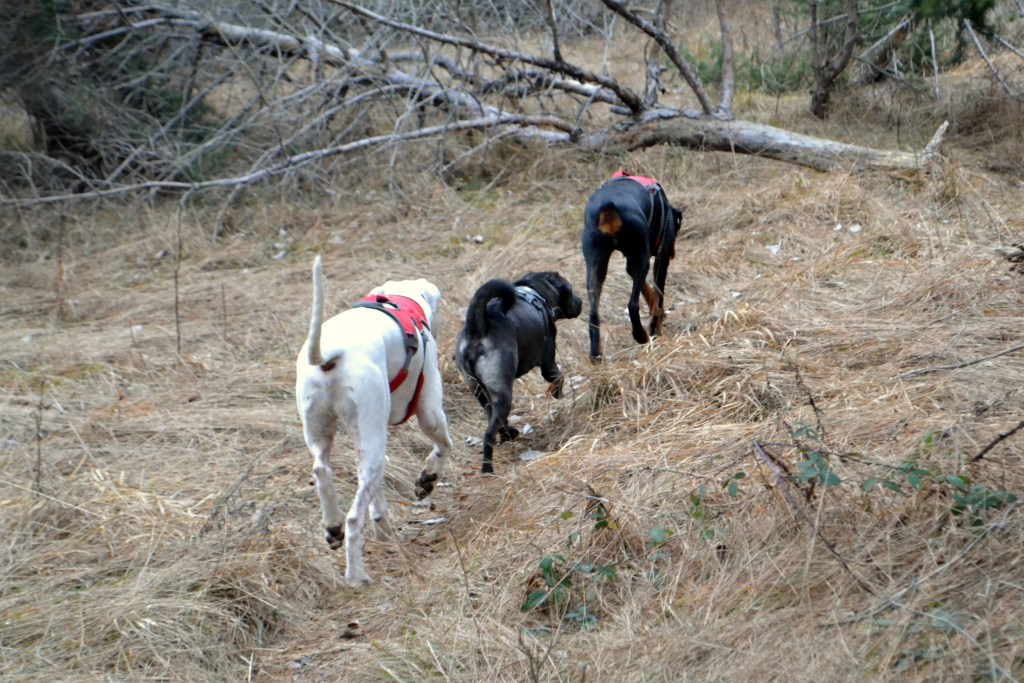 dominanca? ne, hvala.