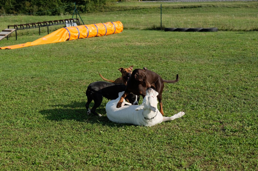 Članek z jaj(ci)čniki