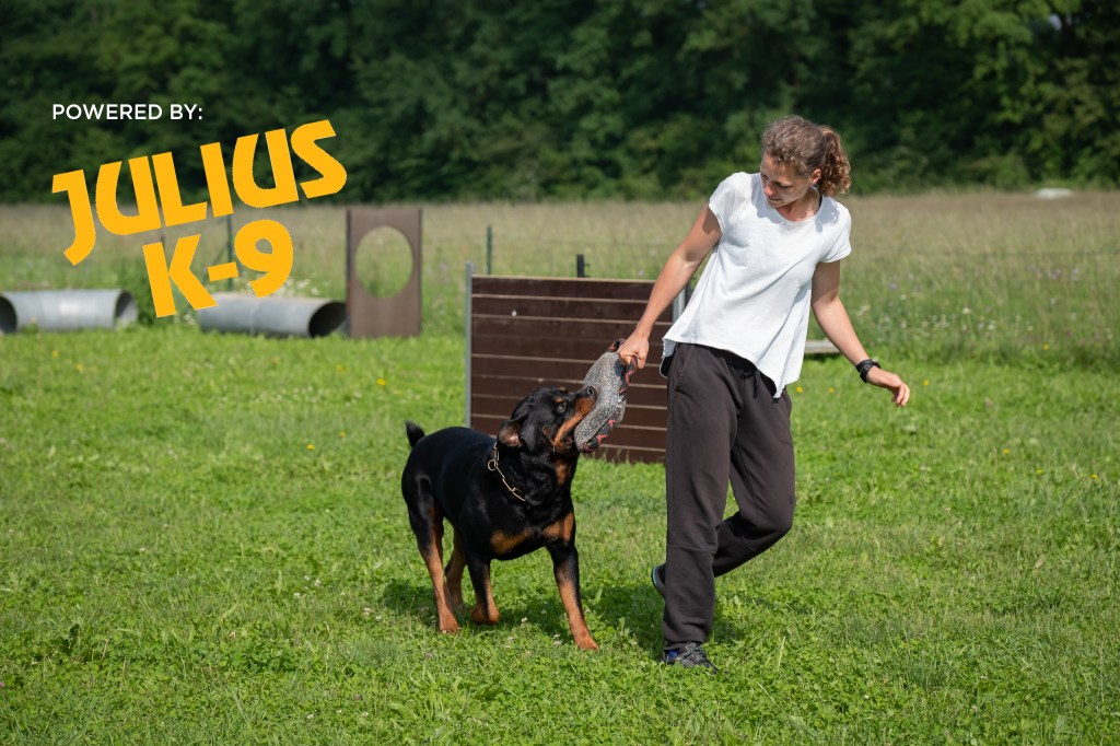 delavnica – učinkovita igra s&nbsp;psom