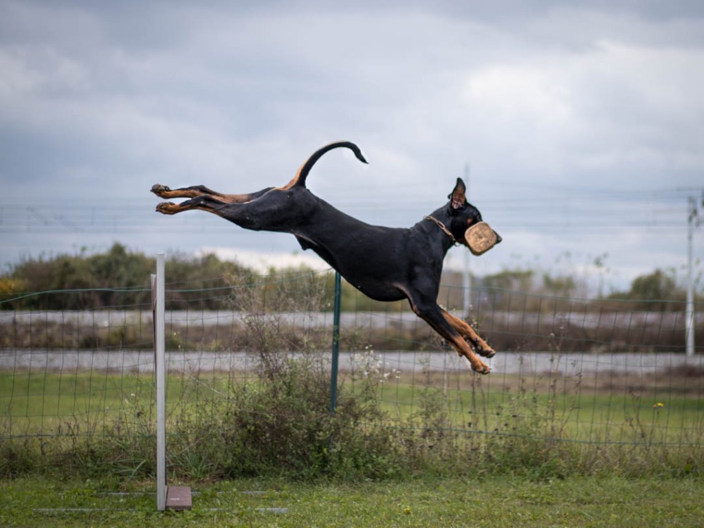 SPLETNI TEČAJ VIŠJE&nbsp;POSLUŠNOSTI